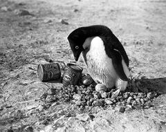 Pinguino.jpg