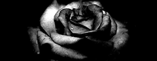 Come-petali-rosa-nera