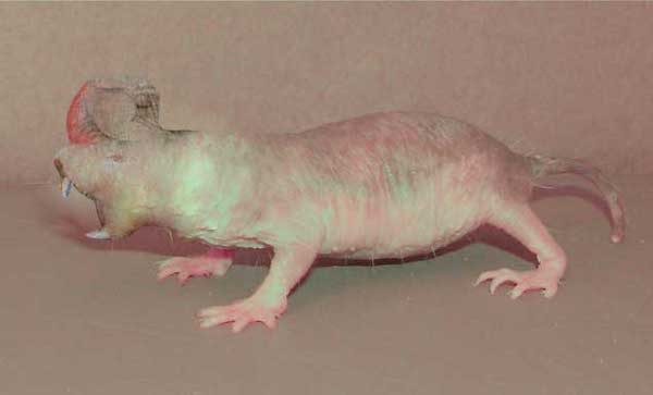 from Ryan the hotheaded naked ice borer naked albino woman girl