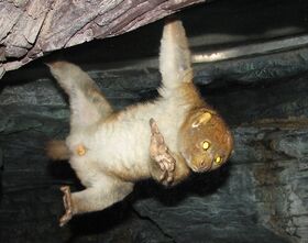 Potto, ltshears-wikipedia
