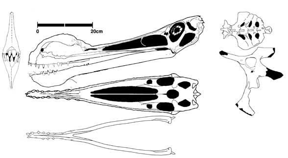 File:Ornith.jpg