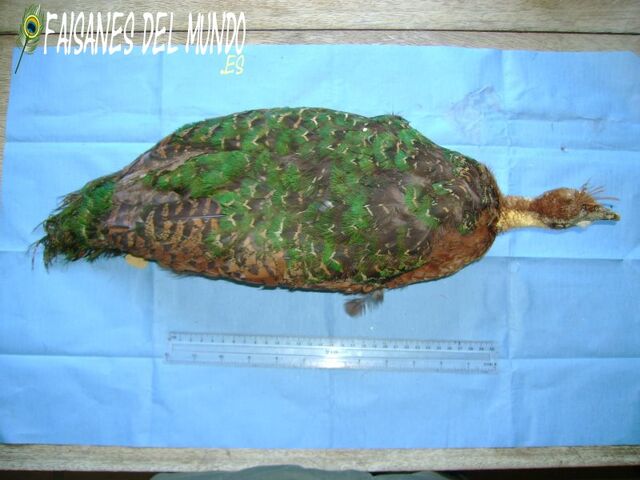 File:Afropavocongenis.jpg