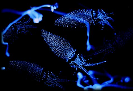 Firefly Squid2.jpg