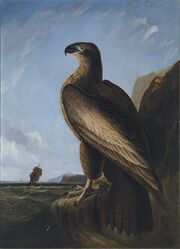 Washington's Eagle