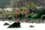 Avocado-lake-bigfoot-california