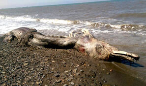 Creature-Russia