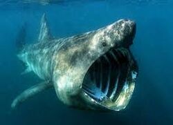 Basking shark