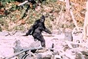 Sasquatch