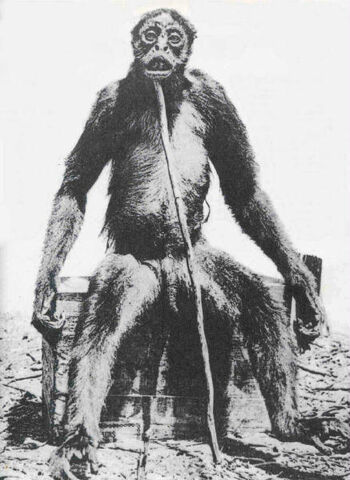 File:Pithecus.jpg