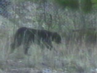 Blue-mountains-panther