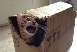 MEOW