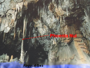 Phoenia nui
