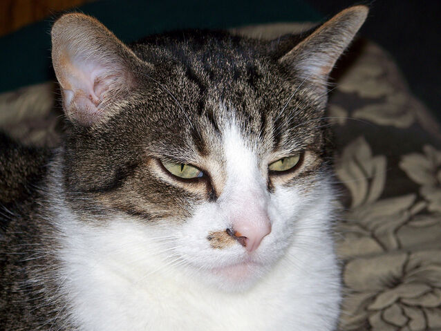 File:Sleepy-cat.jpg