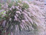PENNISETUM SETACEUM karne shomron.jpg