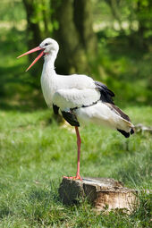 Ciconia ciconia.jpg