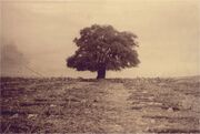 Tree 1947abs.jpg