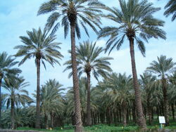 Deganiabet3.jpg