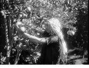 Orange fruits petach tikva 1926.jpg