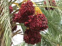 Date palm.jpg