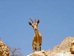 Ibex13.jpg