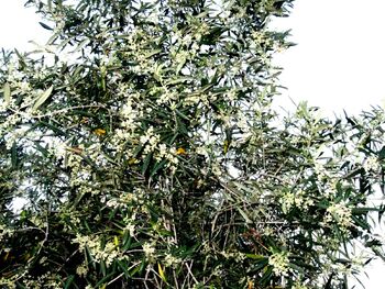 Olive flowerr3.jpg