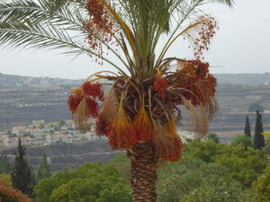 Tamar kdumim.jpg