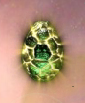 Alien-Ei.png