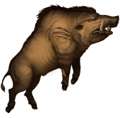 Boar corpse