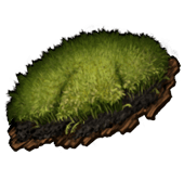 Moss