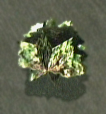 File:Dead rising lettuce.jpg