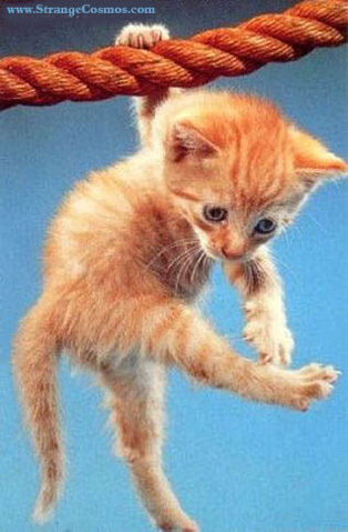 File:Hang in there.jpg