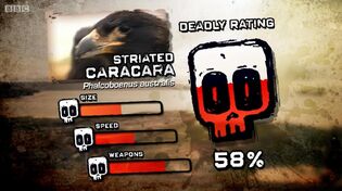 Ptp DR caracara