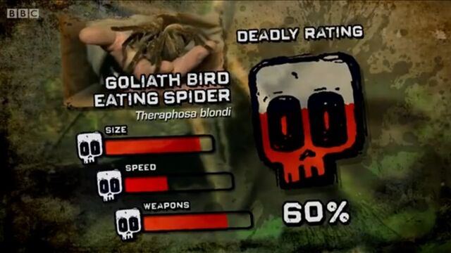 File:Ptp DR bird spider.jpg