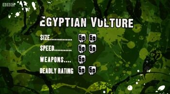 S3 DR egyptian vulture