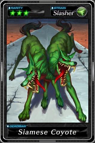 File:Siamese Coyote.png