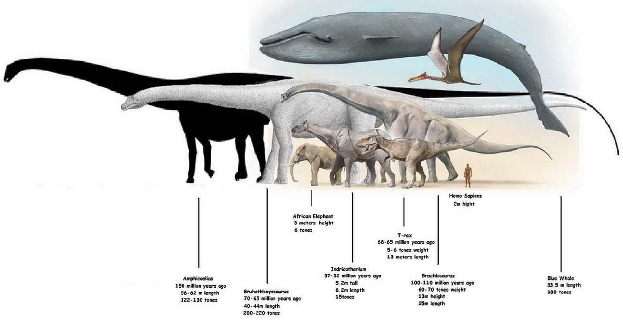 Amphicoelias | Prehistoric Wiki | FANDOM powered by Wikia