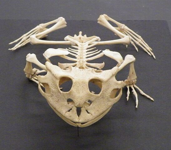 File:Pacman skeleton.jpg