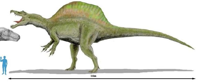 File:Spinosaurus scale 3.jpg