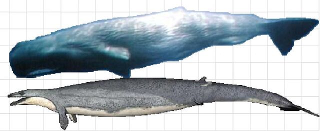 File:Basilosaurus scale.jpg