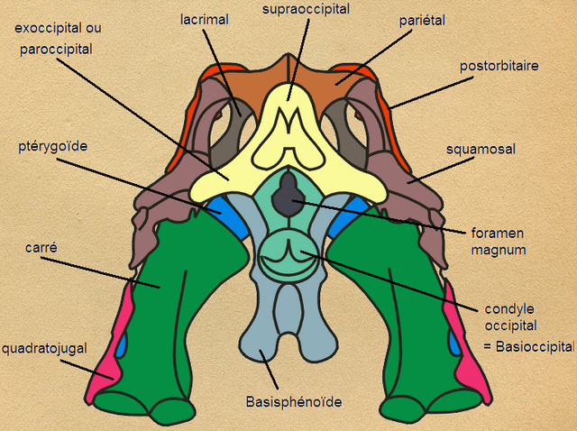 File:Spino skull.png