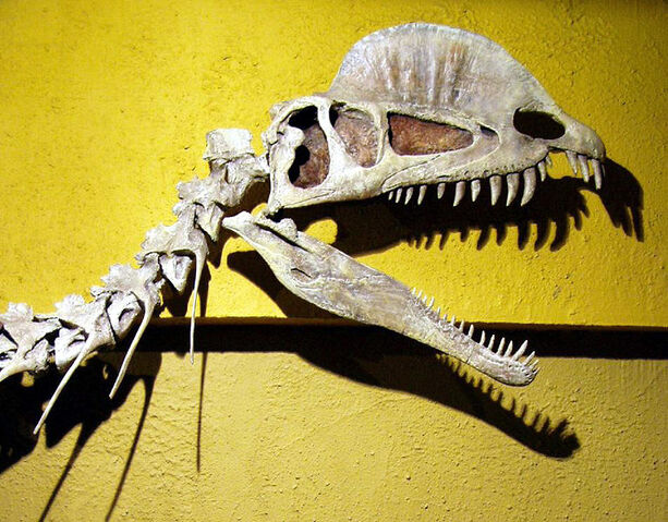File:Dilopho skull.jpg