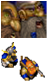 Drorarun