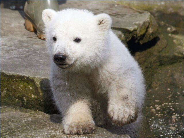 File:1030-animals polar bear wallpaper.jpg