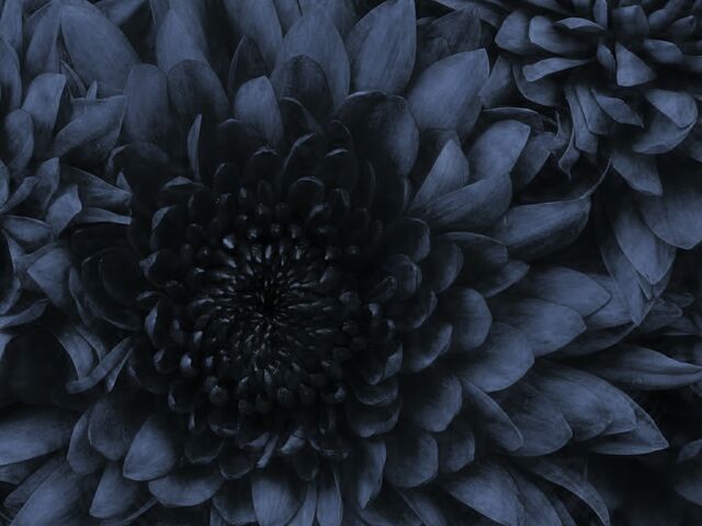 File:Flowerau.jpg