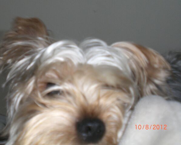 File:Muppy.jpg