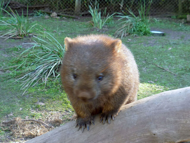 File:5Wombat.jpg
