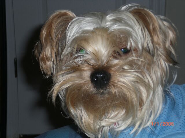 File:Moko.jpg