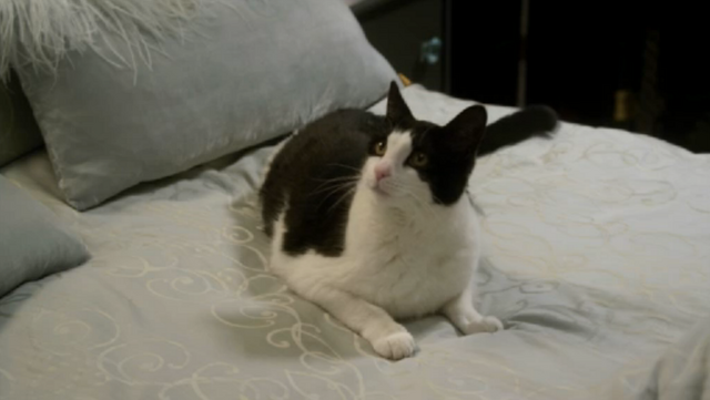 File:Mrtuxedopants.png