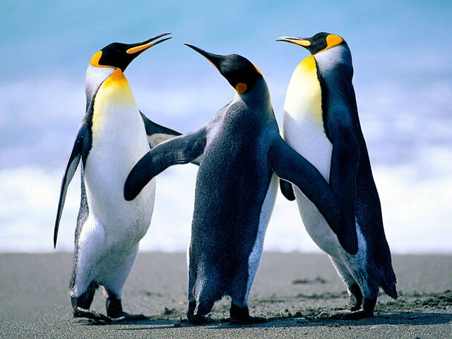 File:PenguinsxD.jpg