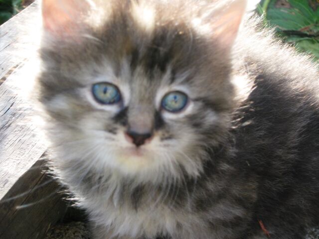 File:Fluffy 3.jpg